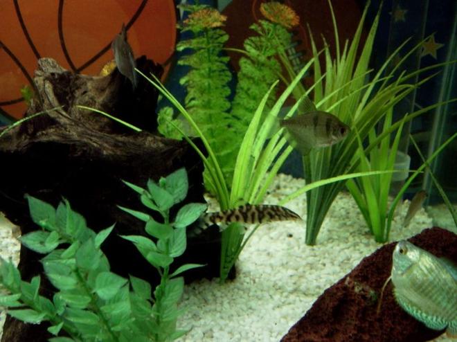 freshwater fish - gymnocorymbus sp. - black skirt tetra stocking in 34 gallons tank - Yoyo, blackskirt tetra and dwarf gourami.