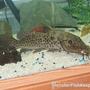 freshwater fish - auchenoglanis occidentalis - giraffe nosed catfish stocking in 110 gallons tank - my 18in giraffe catfish