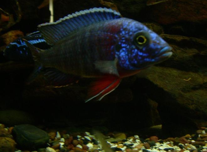 freshwater fish - aulonocara baenschi - regal peacock cichlid stocking in 200 gallons tank - This is my Regal Peacock Cichlid "Aulonocara hansbaenschi" who is about a year old now and looks great. One of my Fav's