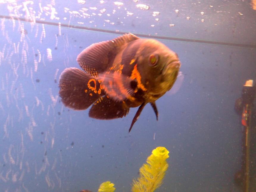 Rated #1183: Freshwater Fish - Astronotus Ocellatus - Tiger Oscar Stocking In 150 Gallons Tank - my new member to my 600litre tank