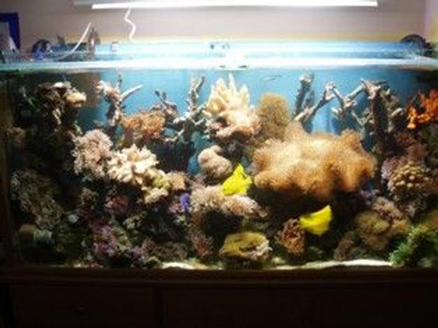 Rated #111: 250 Gallons Reef Tank - reef tank all soft coral and a few fish 250w halides riff 500 sump phosphate reactor and fx5 for filter
