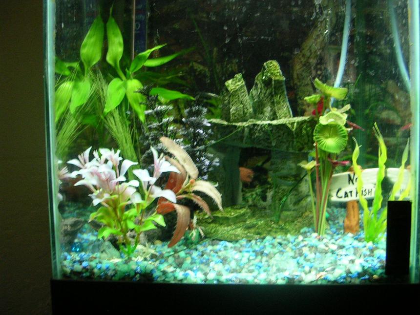 Rated #270: 55 Gallons Planted Tank - my 10 gallon tank