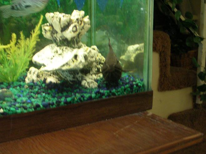 55 gallons freshwater fish tank (mostly fish and non-living decorations) - fance father catfish