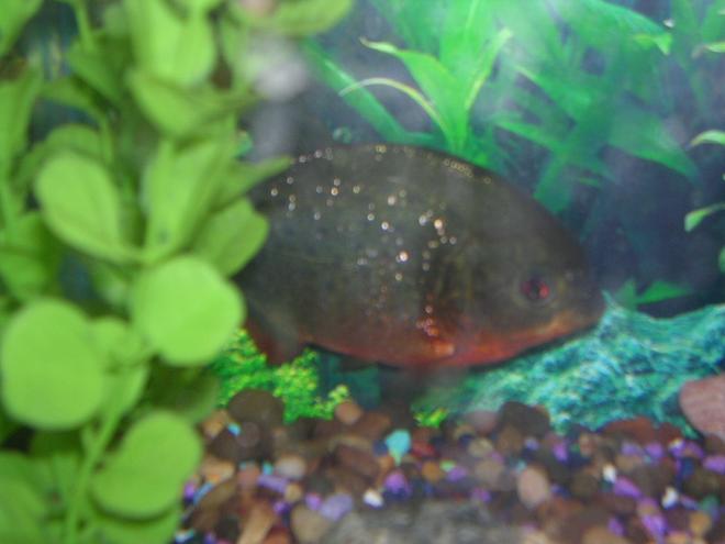 freshwater fish - pygocentrus nattereri - redbellied pirhana stocking in 55 gallons tank - my piranna