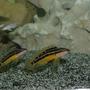 freshwater fish - julidichromis ornatus - golden julie stocking in 300 gallons tank - Pair of Julidichromis Ornatus