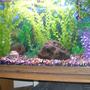 55 gallons freshwater fish tank (mostly fish and non-living decorations) - 30 gallon