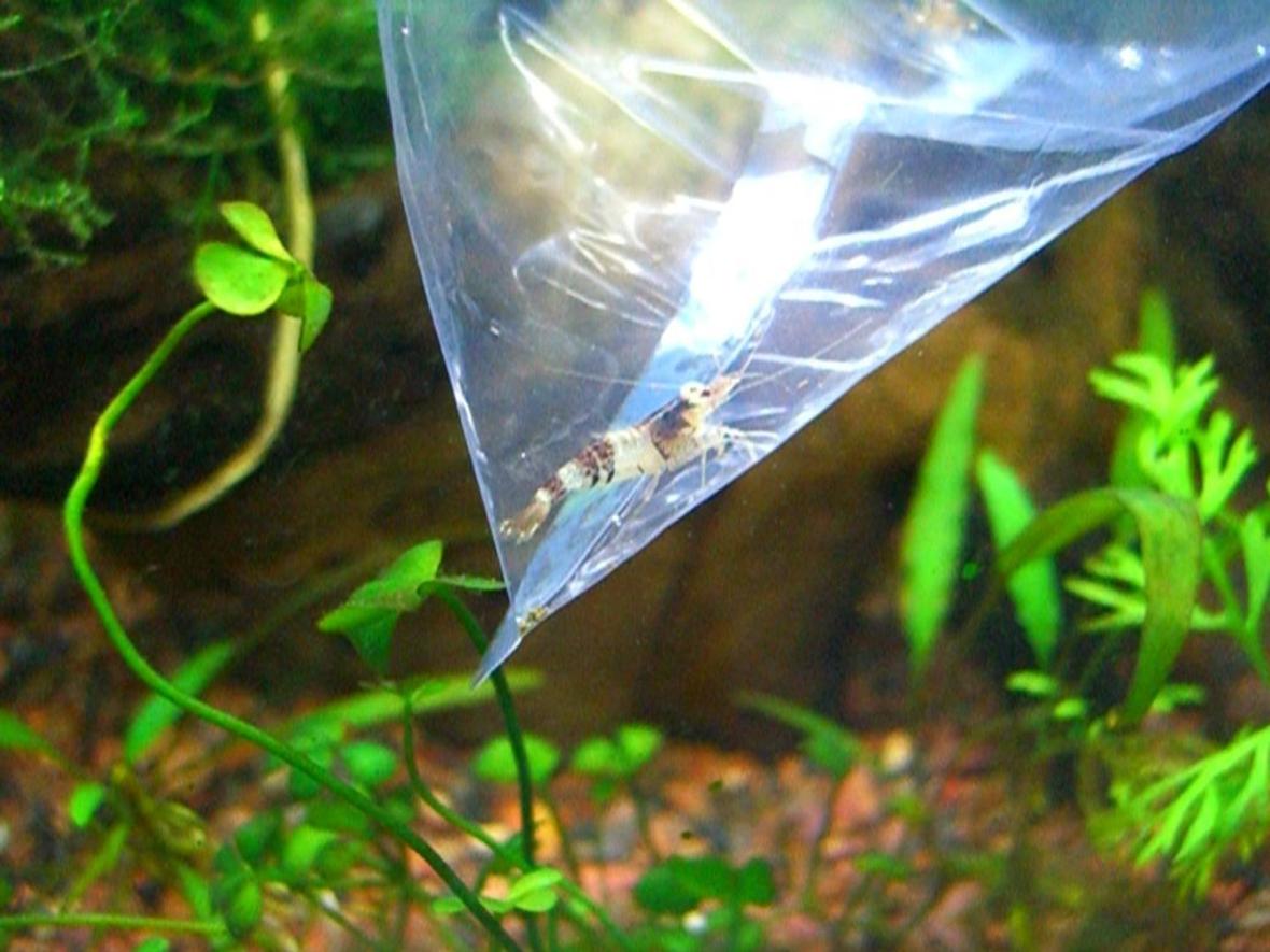 fish tank picture - Crystal Black Shrimp