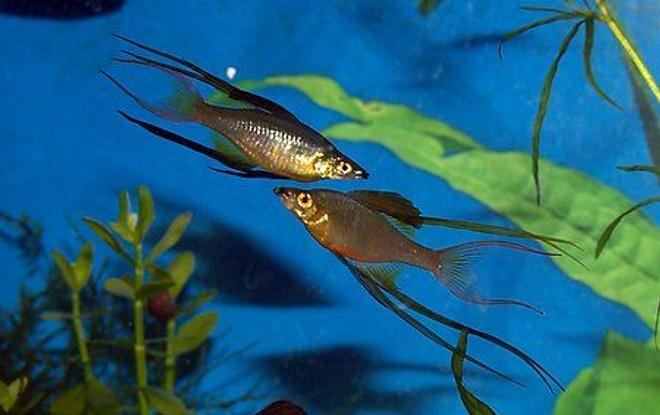 freshwater fish - iriatherina werneri - threadfin rainbow stocking in 300 gallons tank - Featherfin Rainbows