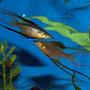 freshwater fish - iriatherina werneri - threadfin rainbow stocking in 300 gallons tank - Featherfin Rainbows