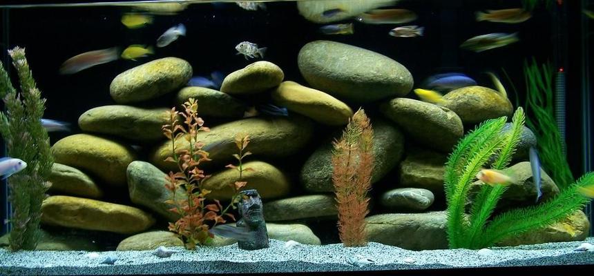Rated #1119: Freshwater Fish Tank - 75 gallon4 foot long, 18 inches wide, Penguin 350 HOB power filter, Aquaclear 110 Power Filter, 250 watt Visi_Therm Deluxe heater.  120+ pounds of rocks.  Black painted background, and buffered African Cichlid sand.