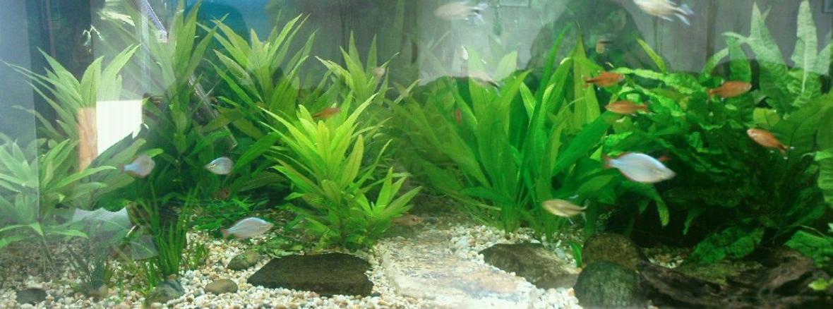 55 gallons planted tank (mostly live plants and fish) - This is the best set up I have got so far. The more I learn the more it improves.