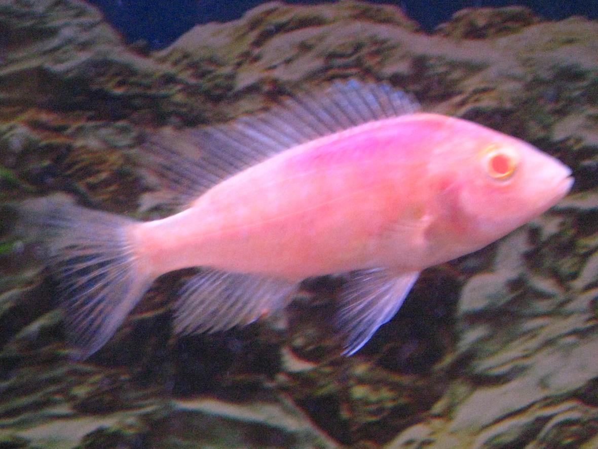 freshwater fish - aulonocara sp. - strawberry peacock cichlid stocking in 55 gallons tank - Smallest of the 5 strawberry peacocks