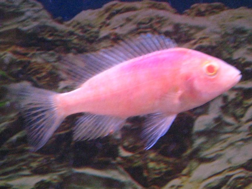 Rated #2015: Freshwater Fish - Aulonocara Sp. - Strawberry Peacock Cichlid Stocking In 55 Gallons Tank - Smallest of the 5 strawberry peacocks