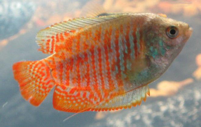 freshwater fish - colisa lalia - dwarf gourami stocking in 85 gallons tank - Dwarf Flame Gourami