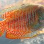 freshwater fish - colisa lalia - dwarf gourami stocking in 85 gallons tank - Dwarf Flame Gourami