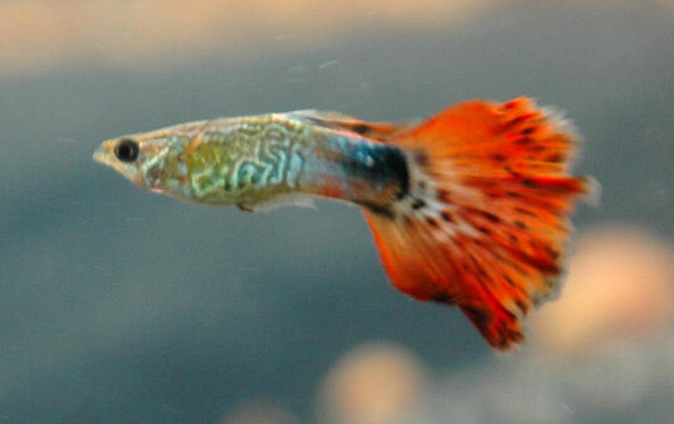 freshwater fish - poecilia reticulata - red cobra delta guppy stocking in 85 gallons tank - Cobra Guppy