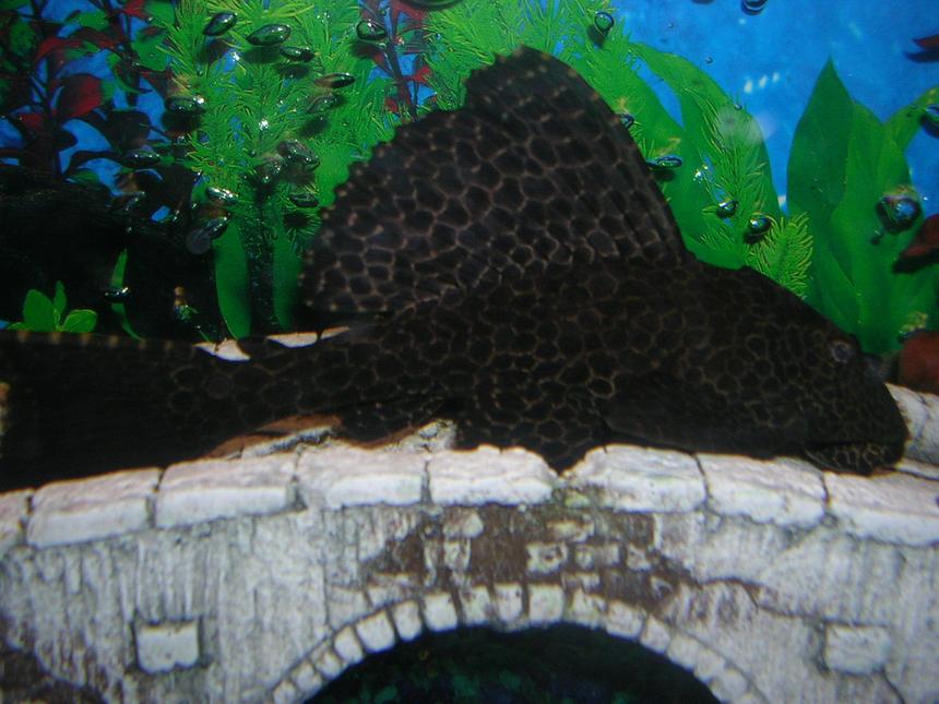 Rated #1129: Freshwater Fish - Hypostomus Punctatus - Trinidad Pleco Stocking In 55 Gallons Tank - placo