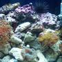 15 gallons reef tank (mostly live coral and fish) - 15 gallon reef tank