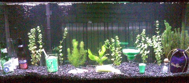 55 gallons planted tank (mostly live plants and fish) - (Picture was taken with a cell phone so please excuse the fuzzy quality)
This fish tank is my 55 gallon bar.  This fish tank is part 2 of a 2 part wet bar in the downstairs of my house.  Atop this fish tank is counter top and behind is a full bar.  The insides of this fish tank include fish, plants, beer wine and liquor bottles.  There are mixed drinks (gravel) and even a spilled cocktail.  NOT PICTURED HERE: there is a tap built into the top of the bar and a glass that has been perm. glued down with a constant flow of pond water pumped through the tap and into the glass that then falls back through the small hole back into the tank.  One of the most eye catching tanks I've ever owned because of the setup and environment around the tank as well as inside the tank.