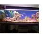 75 gallons freshwater fish tank (mostly fish and non-living decorations) - 75 gallon acrylic tank