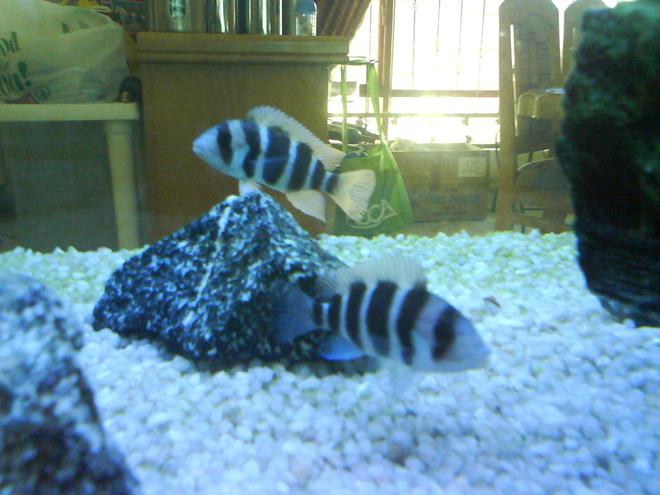 freshwater fish - cyphotilapia frontosa - frontosa cichlid stocking in 120 gallons tank - My 2 Young C.Frontosa.