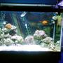 fish tank picture - 65g and refugium nothing FAKE in here srry bout the background my tanx in front of a window