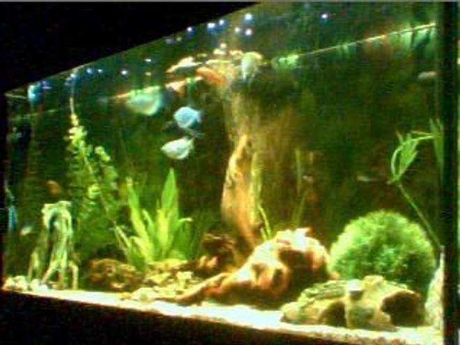 planted tank (mostly live plants and fish) - MY NEW TANK!!!! there was some neons but my eel and sun catfish decieded to have a midnight snack hahaha the picture is rubish i will update soon
