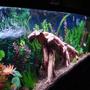 fish tank picture - Close up from left side looking right.