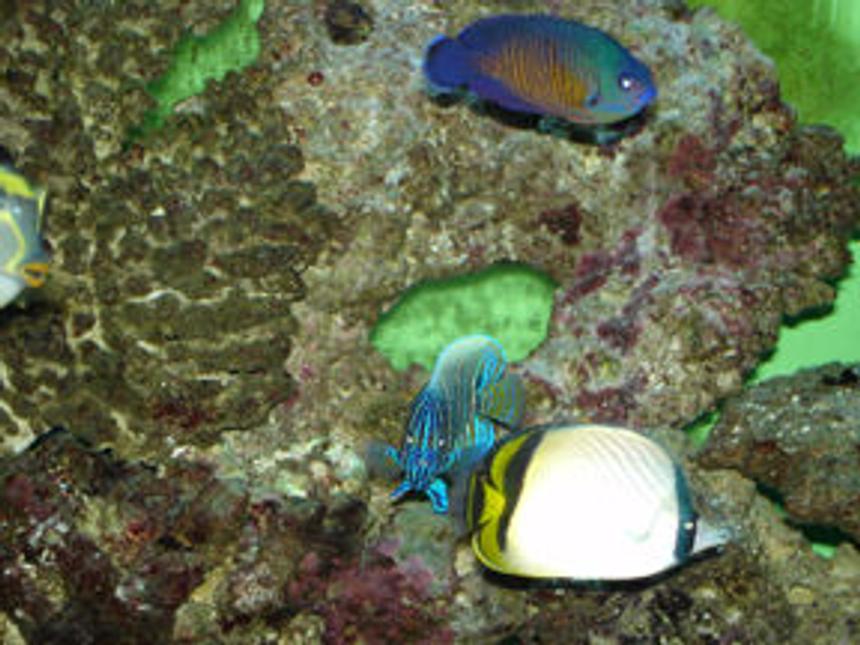 Rated #54: 120 Gallons Saltwater Fish Tank - Blue Face Angle looking at me.