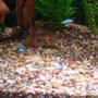 fish tank picture - Another view of the gravel bed close up under the driftwood.