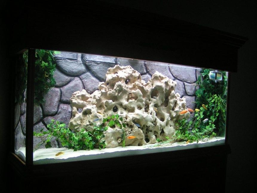 Rated #30: 55 Gallons Freshwater Fish Tank - My first cichlid tank