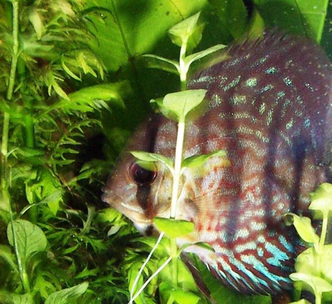 freshwater fish - symphysodon spp. - red turquoise discus stocking in 125 gallons tank - discus, red turquoise (s. aquifaciatus)