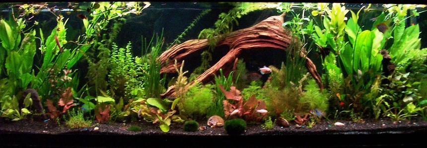 Rated #233: 125 Gallons Planted Tank - the final product, i am 100% satisfied with the amount of plants i now have as well as quite happy with the lay out and the growth at the moment, please feel free to comment, and or leave any suggestions. 
Brandon