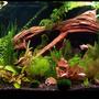 125 gallons planted tank (mostly live plants and fish) - the final product, i am 100% satisfied with the amount of plants i now have as well as quite happy with the lay out and the growth at the moment, please feel free to comment, and or leave any suggestions. Brandon