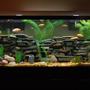 55 gallons freshwater fish tank (mostly fish and non-living decorations) - Current View of my tank