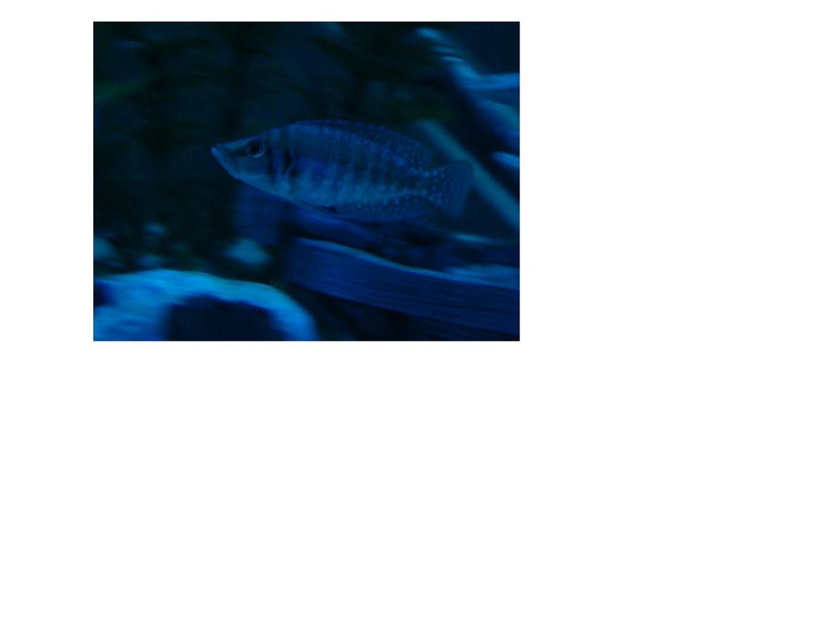 freshwater fish - altolamprologus calvus - calvus stocking in 60 gallons tank - My Black Calvus
