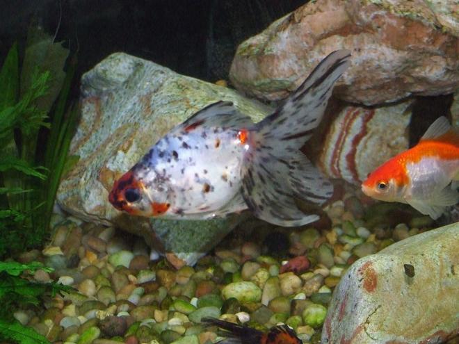 freshwater fish - carassius auratus - fantail goldfish stocking in 90 gallons tank - Goldfish