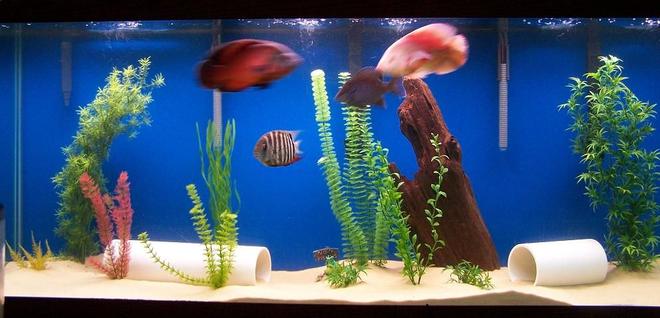 freshwater fish tank (mostly fish and non-living decorations) - 150 gallon;  6 foot long, 18 inches wide, 2 penguin 350 power filters, Aquaclear 110 Power Filter, two 300 watt Visi_Therm Deluxe heaters, 100+ pounds of play sand, fake plants and some decorations, blue painted background.