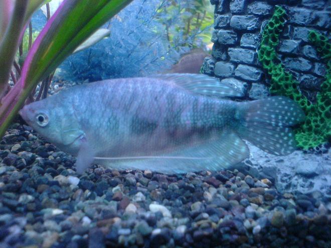 freshwater fish - trichogaster trichopterus - opaline gourami stocking in 52 gallons tank - snakeskin gourami