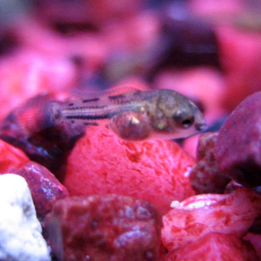 Rated #427: Freshwater Fish - Cichlid Stocking In 10 Gallons Tank - 12 Day Old Cichlid Fry