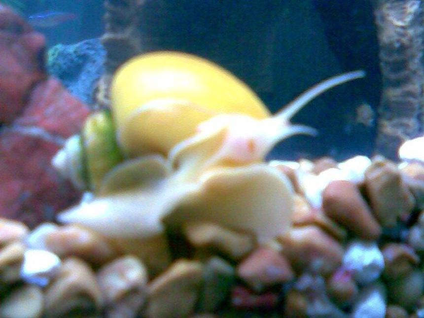 Rated #93: Corals Inverts - Pomacea Bridgesii - Mystery Snail Stocking In 125 Gallons Tank - Mystery Snail