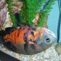 freshwater fish - astronotus ocellatus - tiger oscar stocking in 55 gallons tank - Tiger Oscar playing dead