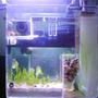 fish tank picture - my refugium w/protein skimmer