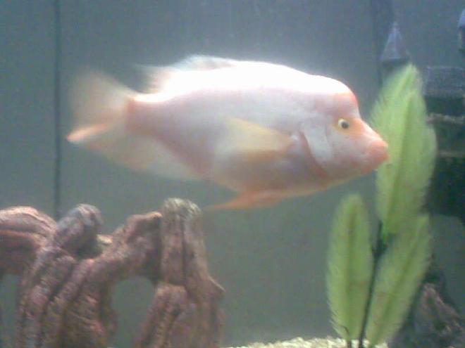 freshwater fish tank (mostly fish and non-living decorations) - This is like the king or Queen of the tank i honestly dont know the gender of this fish i cant seem to figure it out it acts like a male at times then a female so i cant figure it out