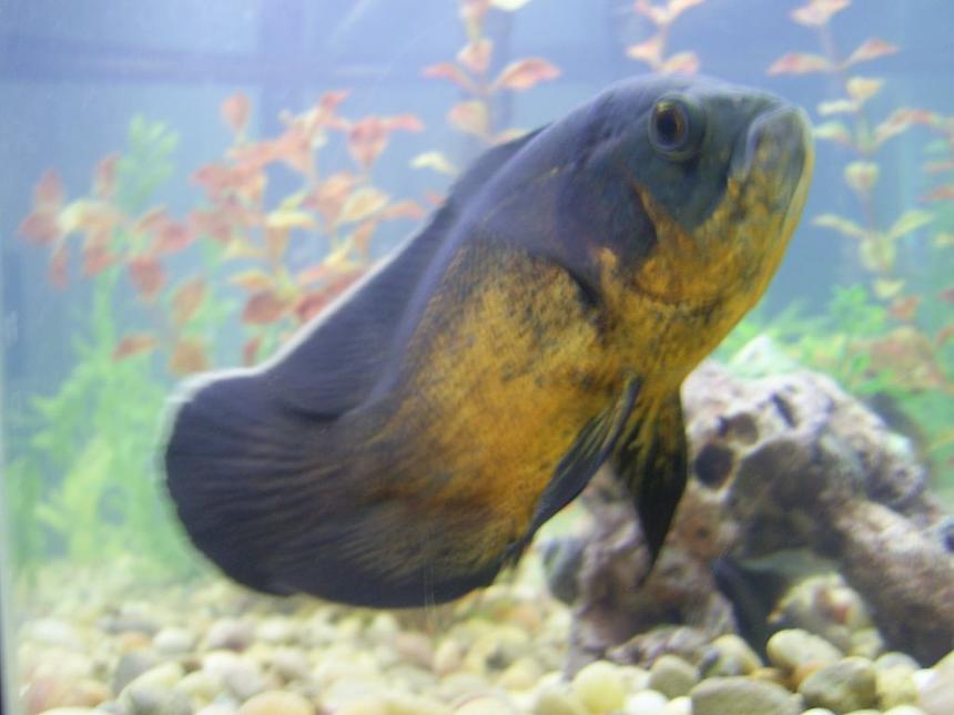 Rated #1329: Freshwater Fish - Astronotus Ocellatus - Red Oscar Stocking In 55 Gallons Tank - Red Oscar