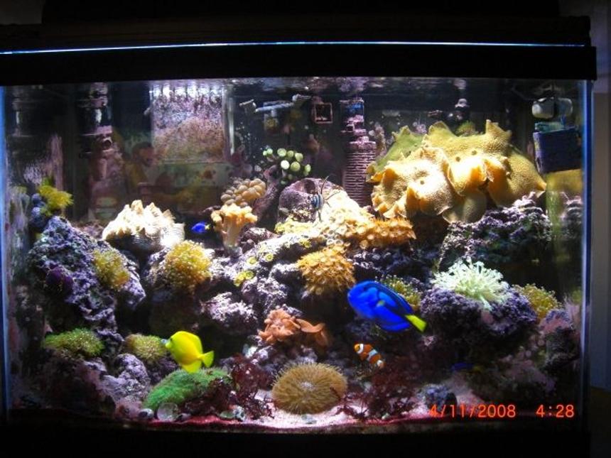 Rated #66: 65 Gallons Reef Tank - 65 gal fish&reef