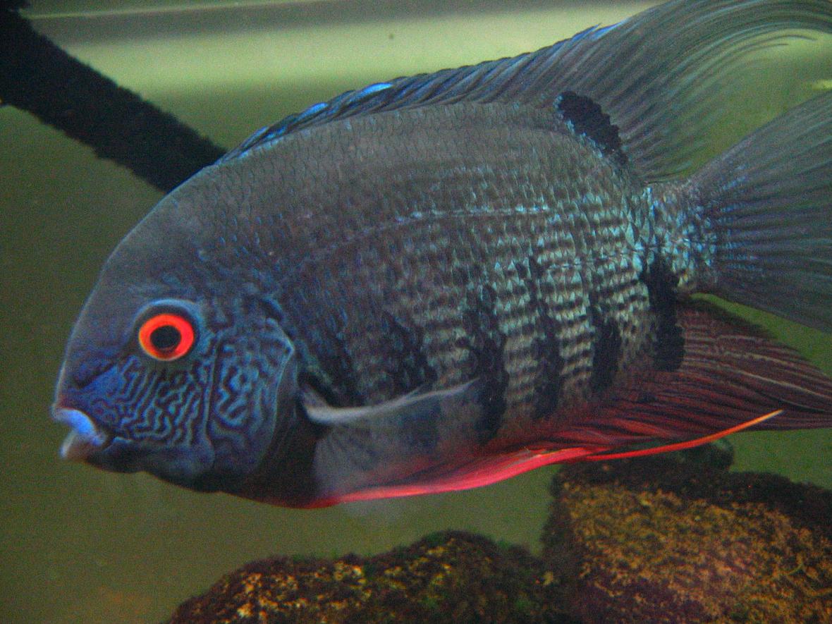 freshwater fish - heros serverus - green severum stocking in 55 gallons tank - Green Severum - angery red