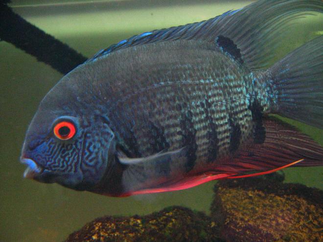 freshwater fish - heros serverus - green severum stocking in 55 gallons tank - Green Severum - angery red