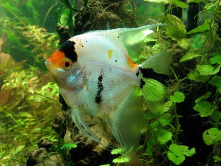 freshwater fish - pterophyllum sp. - koi angel stocking in 55 gallons tank - Koi Angel in my planted tank