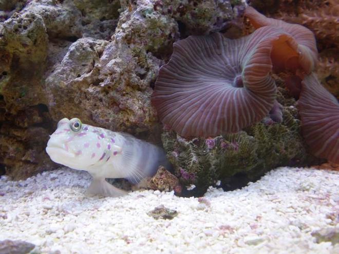saltwater fish - cryptocentrus leptocephalus - pink spotted watchman goby stocking in 70 gallons tank - *OLD TANK* MY PINK SPOTTED GOBY SITTING ON HIS LITTLE BARSTOOL